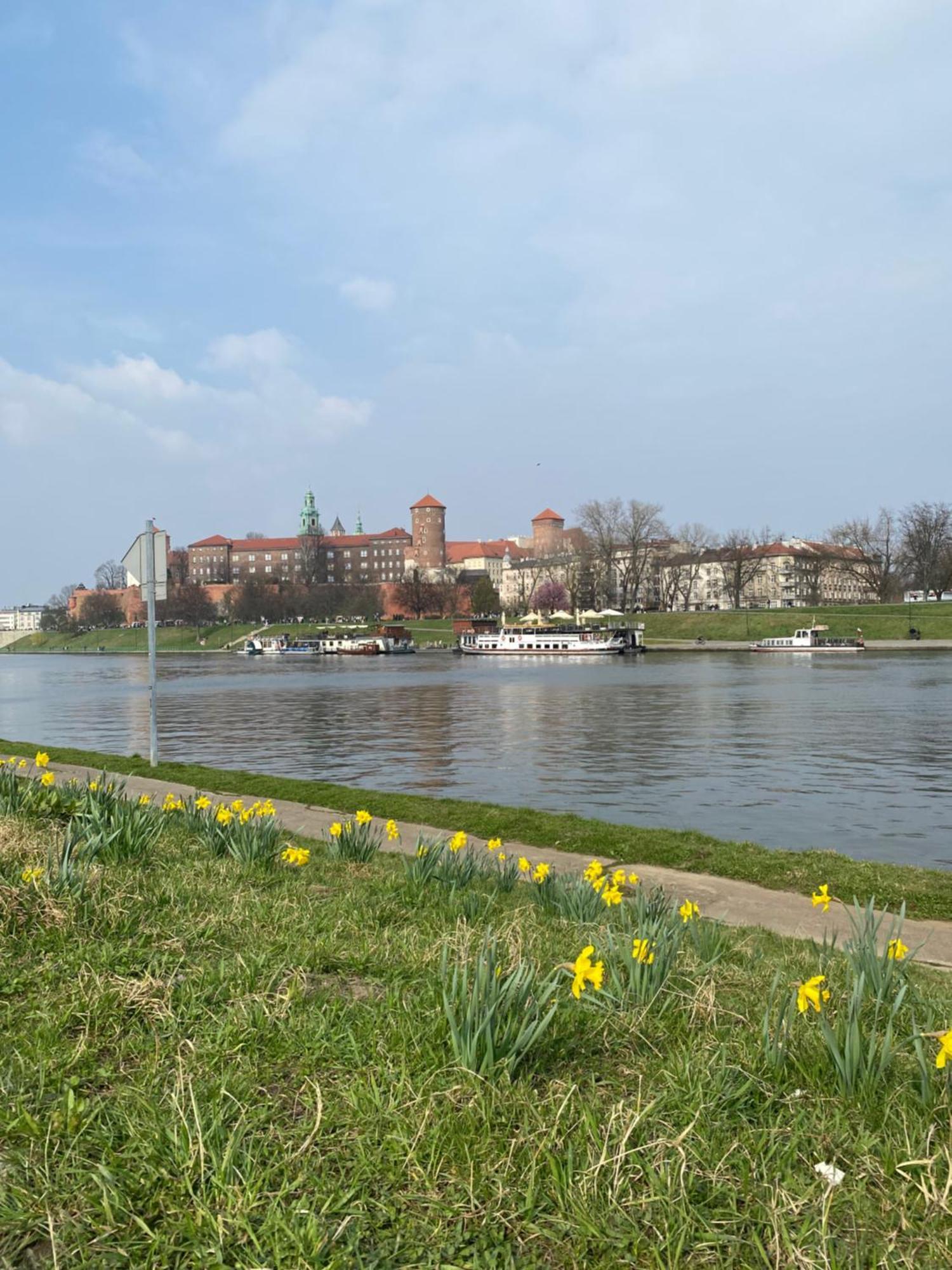Mimosa * Kraków
